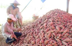 China to consider resumption of sweet potato, chili imports from Vietnam