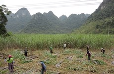 Anti-dumping, countervailing duty imposed on cane sugar from Thailand