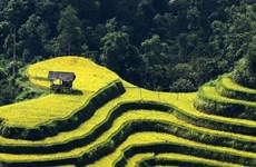 Ha Giang to host culture week highlighting terraced rice fields