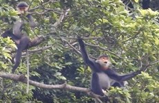 Quang Nam moves to conserve grey-shanked douc langurs