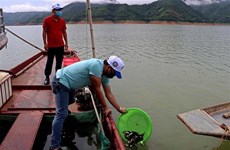 Hoa Binh releases 35,000 fish fry into Da River