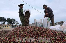 Vietnam's coffee exports to RoK likely to increase 