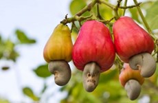 Vietnamese cashew nuts occupy nearly 90 percent of US market share 