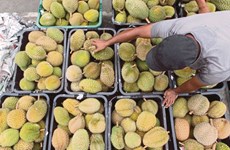 Malaysia enjoys 107 percent increase in durian export value in five years