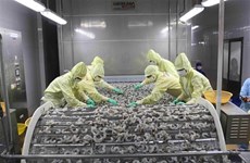 Vietnam’s shrimp export rises slightly in 9 months 