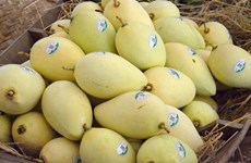 More than 5,000 ha of mango in Dong Thap granted area codes for export