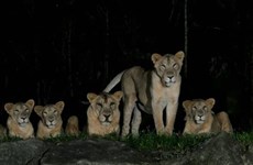 Lions in Singaporean parks infected with SARS-CoV-2