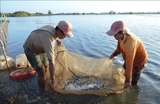 Results of flood-based livelihood project in Mekong Delta reviewed