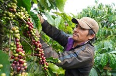 Vietnam’s coffee export predicted to grow higher  