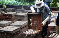 Official: US tax on Vietnamese honey products too high