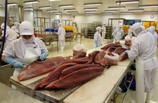 Vietnam’s tuna export has bright prospect 