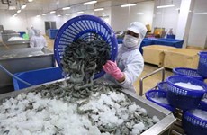 Shrimp exports to pick up 4 percent by year-end