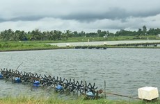 Shrimp farming holds numerous chances for recovery