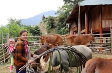 Bank loans help ethnic minority in Nghe An escape poverty