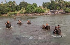 Dak Lak province to boost elephant-friendly tourism model