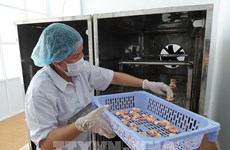 Soc Trang’s shrimp exports up 9 percent this year despite COVID-19