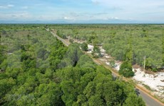 Vietnam’s forest coverage up in 2021