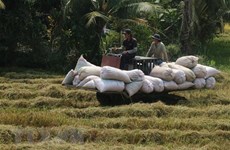 Rice output up 1.1 million tonnes in 2021
