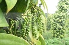 Pepper industry sees good recovery