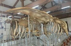 Two sets of 300-year-old whale skeleton restored