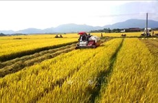 Agricultural sector continues to be economy's pillar 