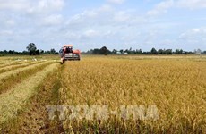 Agricultural sector flexibly adapts to COVID-19 to grow further