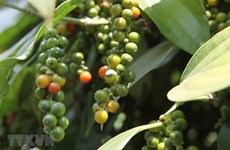 Vietnam’s pepper exports forecast for growth this year