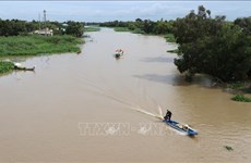 Mekong Delta region forecast to suffer highest salinity level in February, March