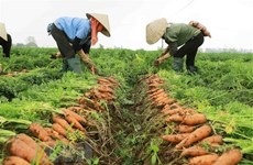 Hai Duong to host first-ever carrot harvest festival