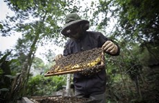 US’s anti-dumping tariff against bee honey to negatively impact on Vietnam's beekeeping industry