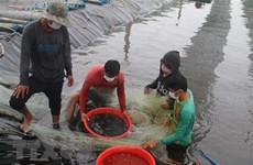 RoK aids aquaculture productivity enhancement in Vietnam