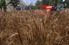 Russia-Ukraine tensions likely to affect Indonesia’s wheat supply