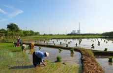 Indonesia uses rice husks for fuel mixture at thermal power plants