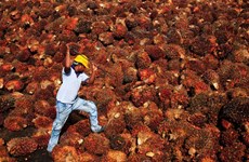 Malaysia to increase global market share of palm oil