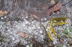 Hailstorm wreaks havoc in Son La