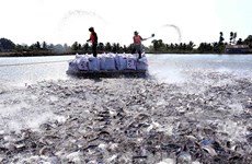 Rising tra fish prices a cause for concern