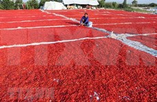 China allows resumption of fresh chili import from Vietnam
