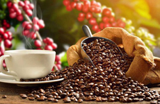 Japan’s coffee imports from Vietnam increase