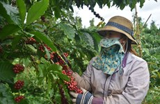 Improving coffee quality essential to expand exports to EU