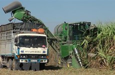 Anti-dumping investigation into cane sugar extended