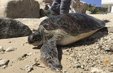 Ninh Thuan: Endangered sea turtle trapped by fishing net set free