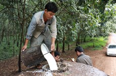 Cambodia gains 77 million USD from rubber, rubberwood exports