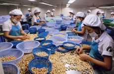 Vietnam’s cashew nut exports fall slightly