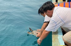 Hawksbill turtle released to sea in Binh Dinh