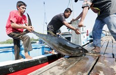 Indonesia holds 15 percent of world tuna production