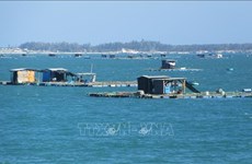 Khanh Hoa eyes sustainable development of industrial seaculture 