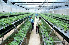 Vietnam Australia Innovation Network to hold Int’l Conference on High Quality Agriculture