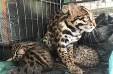 Ninh Binh’s national park receives five rare wild cats