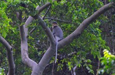 Urgent action needed on primate protection