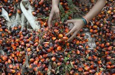 Indonesia resumes palm oil exports
